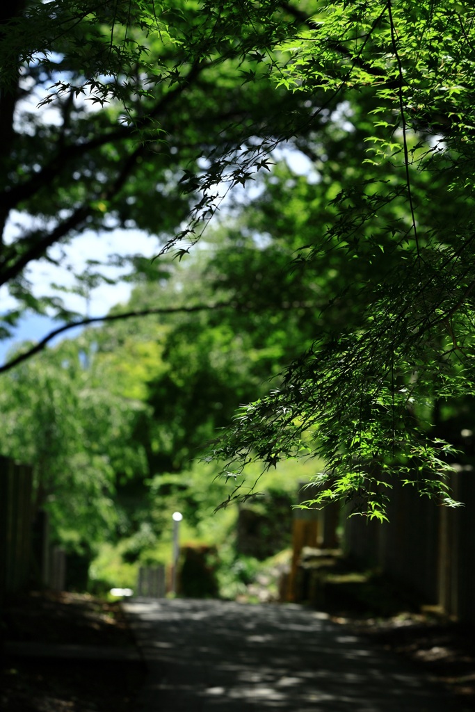 緑の中へ・・・