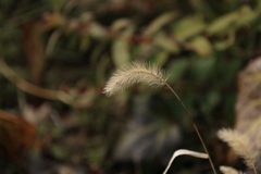 お散歩写真・・・③