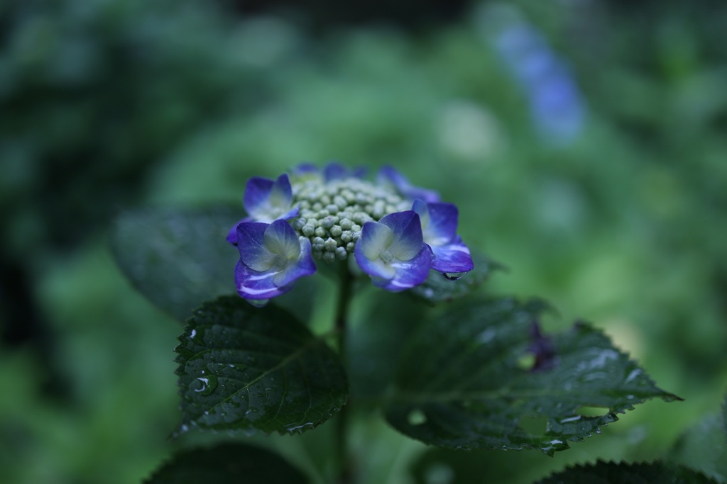 蒼い世界・・・
