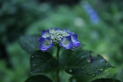 蒼い世界・・・