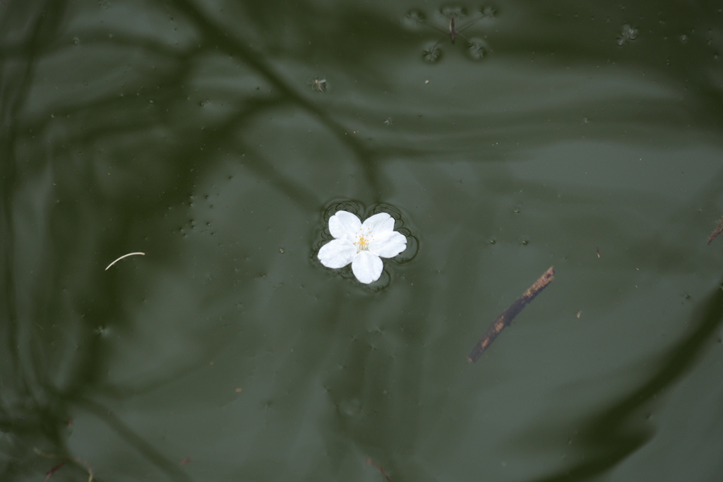 花見・・・