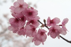 桜（2）