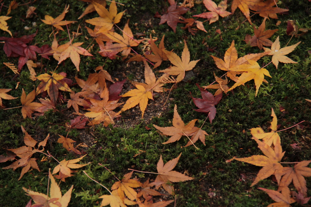 八十八番札所の紅葉①