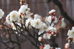 春の香り・・・