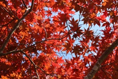 まだまだ見頃・・・②
