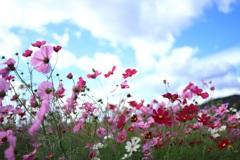 秋空と秋桜・・・