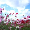 秋空と秋桜・・・