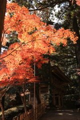 燃えるような紅葉・・・