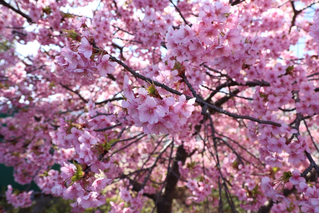 迫る河津桜・・・