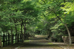 緑の中へ・・・