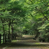 緑の中へ・・・