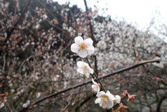 初春を満喫・・・③