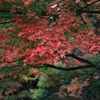 今年は遅かったね・・・
