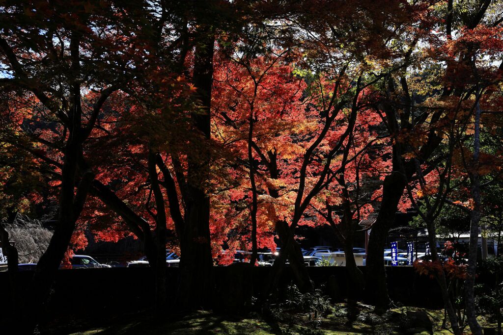 浮かび上がる紅葉・・・