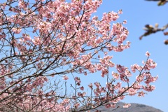 春らんまん・・・②