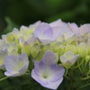 紫陽花④