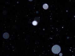 夜の雪・・・