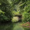 深緑の中に浮かぶ橋