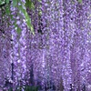 蒼いカーテン・・・