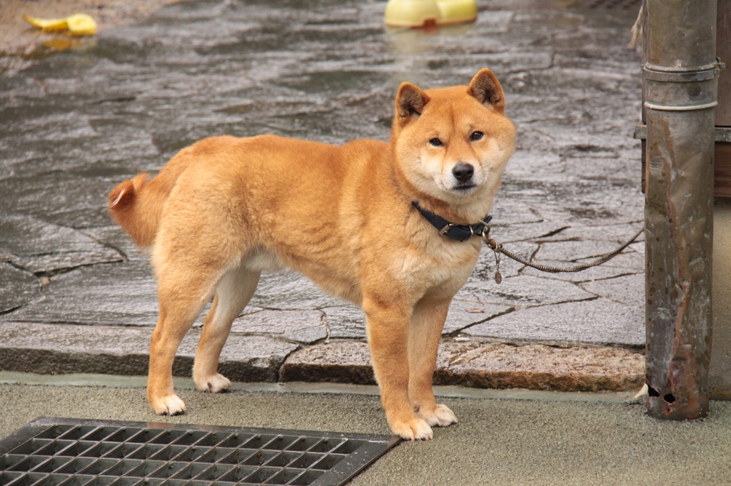 カメラ目線②