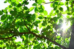 重なる葉、透ける光