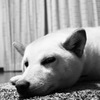 「何か？」