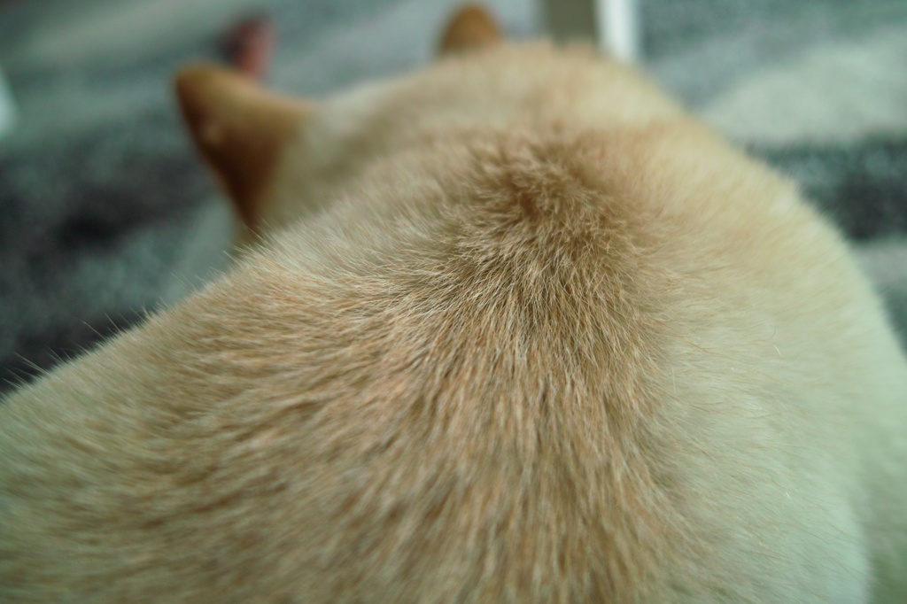 せなげ