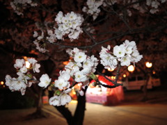 夜桜