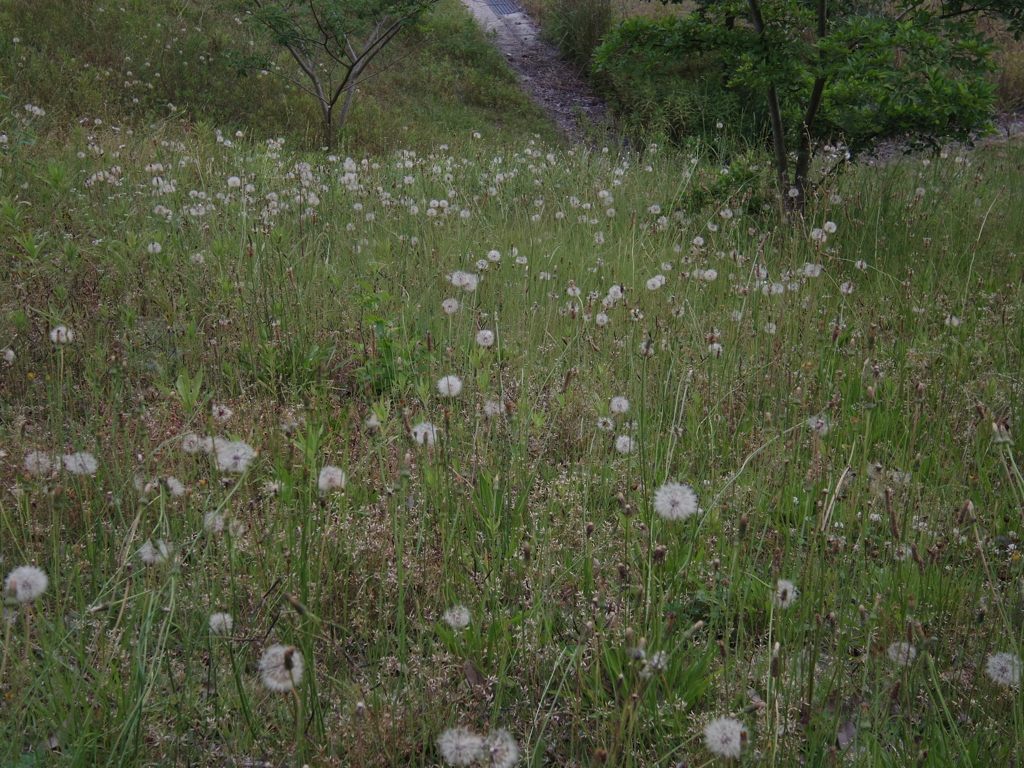 IMGP1380