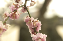 桜～校庭にて～