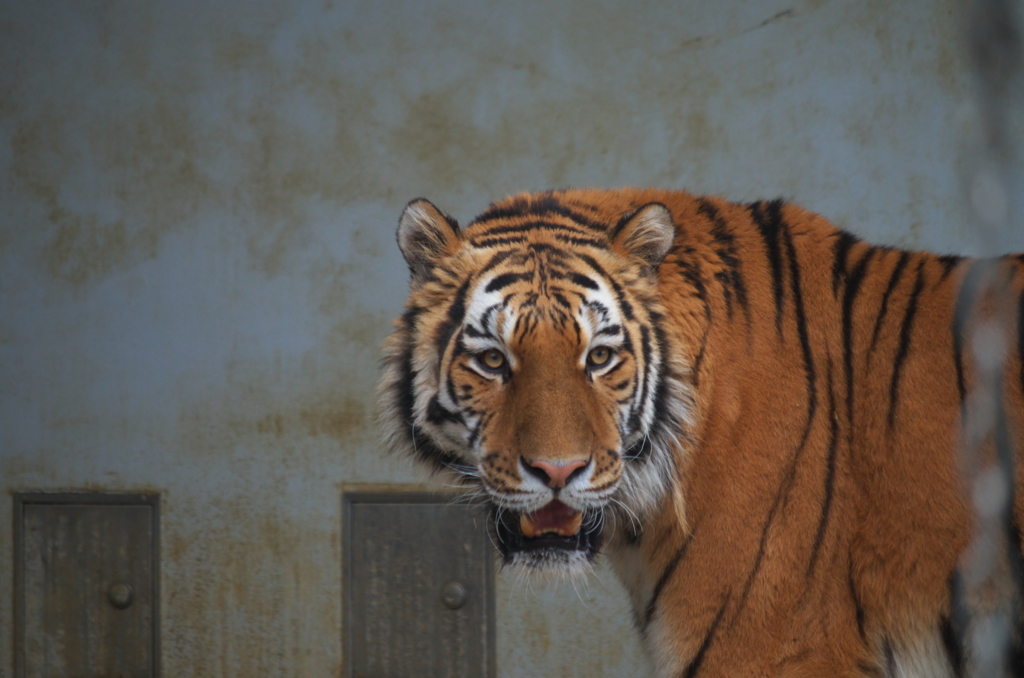 市立動物園にて①