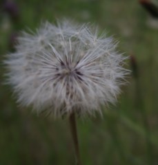 IMGP1376