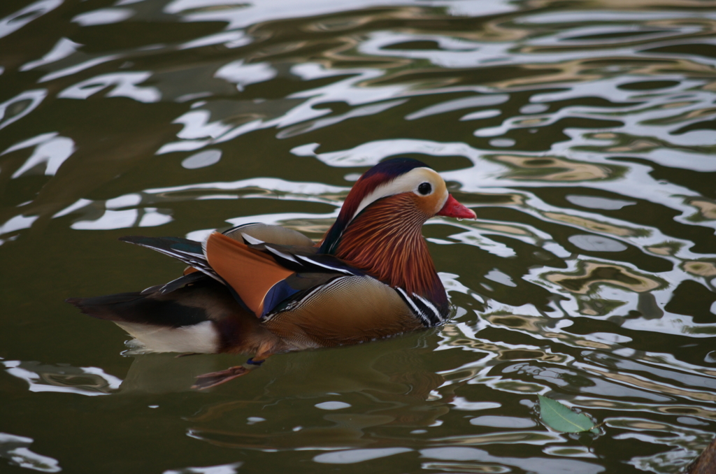 市立動物園にて③