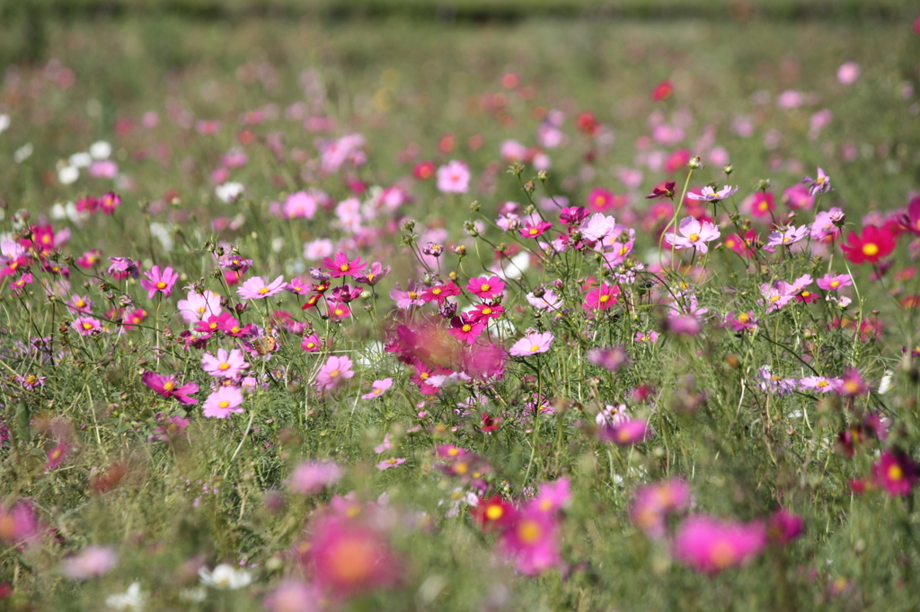 秋桜