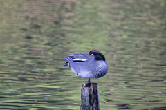 水辺の鳥