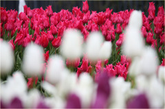 チューリップ