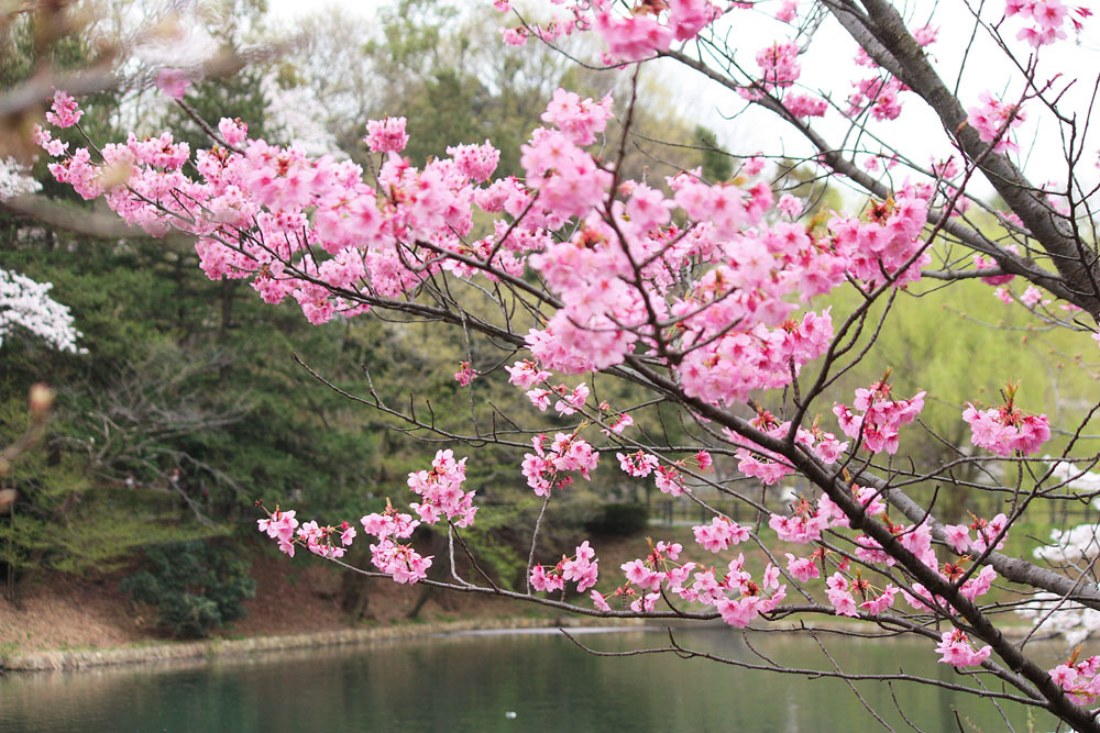 横浜緋桜