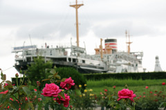 薔薇と氷川丸