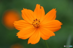9月の花