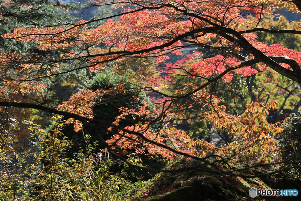 紅葉