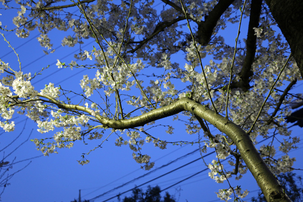 夜桜