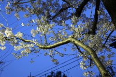 夜桜