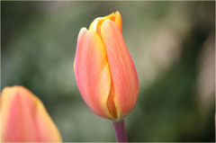 チューリップ