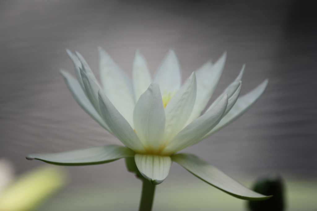 睡蓮
