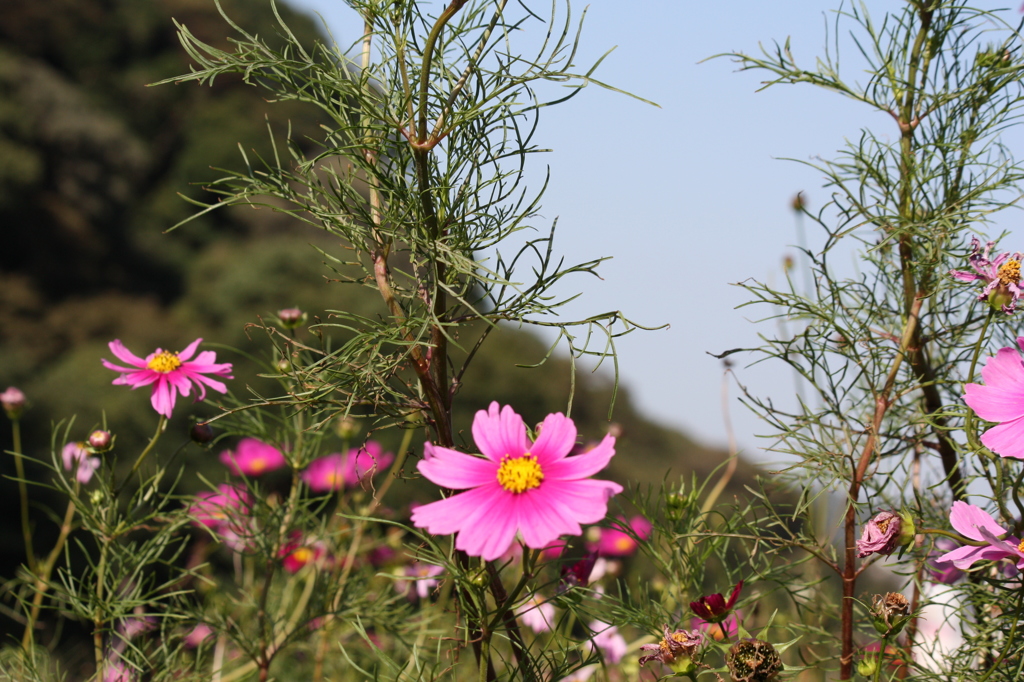 秋桜