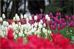 チューリップ