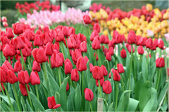 チューリップ