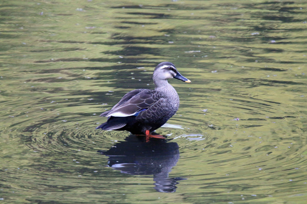水辺の鳥