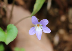 野の花