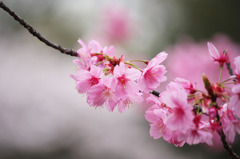 横浜緋桜